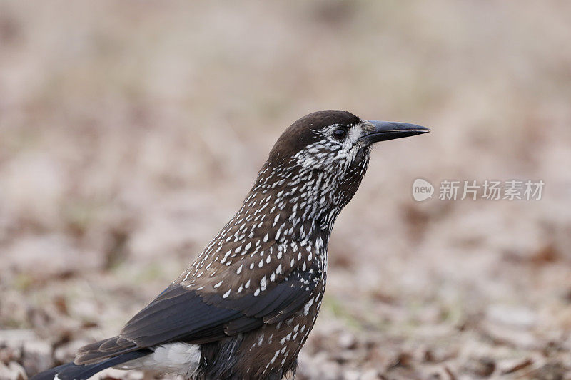 斑点胡桃夹子（Nucifraga caryocatactes）